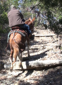 gaited mule